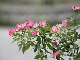 flor de rosa de color rosa que florece en el jardín borrosa de fondo de la naturaleza foto