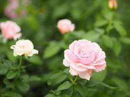 arreglo floral rosa rosa hermoso ramo que florece en el jardín sobre un fondo borroso de la naturaleza foto