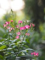 pink Rose flower blooming in garden blurred of nature background, copy space concept for write text design in front background for banner, card, wallpaper, webpage, greeting card Valentine Day photo