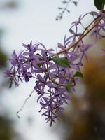 Sandpaper Vine Purple Wreath flower bunch purple bouquet beautiful petal blooming in garden on blurred of nature background photo