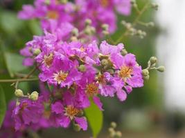 Bungor, Lagerstroemia floribunda Jack ex Blume violet flower tree in garden nature background photo