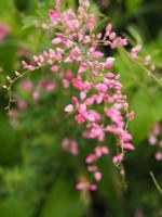 flor rosa pequeña hiedra nombre científico antigonon leptopus gancho, dispuesta en hermosos ramos sobre un fondo borroso de la naturaleza