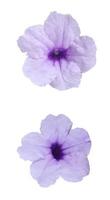 waterkanon, watrakanu, minnieroot, raíz de hierro, feverroot, popping pod, cracker plant trai-no toi ting, campanilla mexicana petunia violeta flor fondo blanco foto