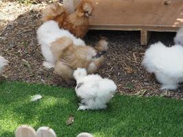 Chick Silkie Chicken Fur es similar a un hilo de seda suave con apariencia peluda, animal blanco y negro.