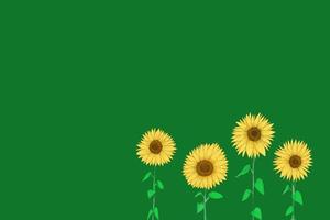 sketch drawing Sunflower plant yellow flower blooming on green background