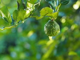 Leaves kaffir lime, Leech Lime Citrus hystrix DC Scientific name rough skin green vegetable on tree in garden nature background photo