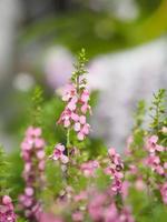 Forget me Not  Angelonia goyazensis Benth, Digitalis solicariifolia name purple flower pink flower on blurred of nature background photo