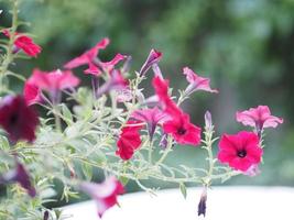 ola de color rosa oscuro en cascada, nombre de familia solanaceae, nombre científico petunia híbrido vilm, grandes pétalos de una sola capa grandiflora flor individual que florece en el jardín sobre un fondo de naturaleza borrosa foto