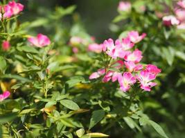 pink color flower blooming in garden blurred of nature background photo