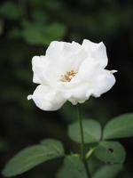 white color flower blooming in garden blurred of nature background, copy space concept for write text design in front background for banner, card, wallpaper, webpage, greeting card Valentine Day photo