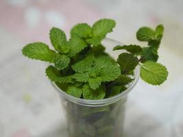 peppermint, Mentha piperita or M. arvensis, mint green vegetable food background in clear plastic glass photo