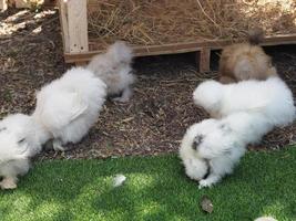 Chick Silkie Chicken Fur es similar a un hilo de seda suave con apariencia peluda, animal blanco y negro. foto