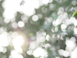 Abstract natural bokeh sunlight background tree stock photo