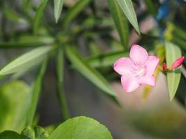 Sweet Oleander, Rose Bay, Nerium oleander name pink flower tree in garden on blurred of nature background, leaves are single oval shape, The tip and the base of the pointed smooth dark green