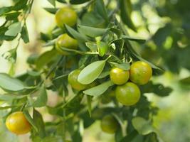 Citrus orange fruit sour tree on nature background, Kumquats, Cumquats Citrus japonica Thunb photo