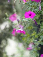 Wave pink color Petunia Hybrida, Solanaceae, name flower bouquet beautiful on blurred of nature background photo