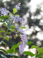 corona púrpura, corona de la reina, vid de papel de lija, flor de petrea volubilis hermoso ramo de flores que florece en el jardín sobre un fondo borroso de la naturaleza foto