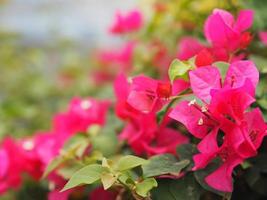 Magnoliophyta Scientific name Bougainvillea Paper flower dark pink color on blurred of nature background photo