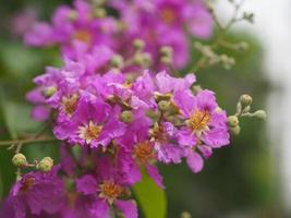 Bungor, Lagerstroemia floribunda Jack ex Blume violet flower tree in garden nature background photo