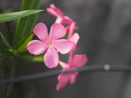 Sweet Oleander, Rose Bay, Nerium oleander name pink flower tree in garden on blurred of nature background, leaves are single oval shape, The tip and the base of the pointed smooth not thick hard