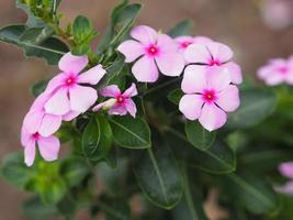 Common name West Indian, Madagascar, Bringht eye, Indian, Cape, Pinkle-pinkle, Vinca, Cayenne jasmine, Rose periwinkle, Old maid Scientific name Catharanthus roseus flower have pink color