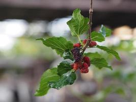 Mulberry fruit blooming on tree in garden on blurred of nature background photo