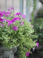 Wave dark pink Cascade color, Family name Solanaceae, Scientific name Petunia hybrid Vilm, Large petals single layer Grandiflora Singles flower blooming in garden on blurred nature background photo