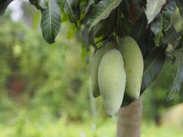 Barracuda Mango Green fruit is sour Scientific name Mangifera indica L. Var., Light on tree in garden blurred of nature background photo