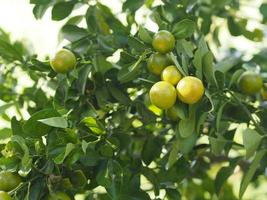 Citrus orange fruit sour tree on nature background, Kumquats, Cumquats Citrus japonica Thunb photo