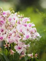 purple orchids Dendrobium lindley, Orchidaceae, Dendrobium phalaenopsis beautiful bouquet on blurred of nature background photo