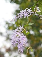 vid de papel de lija guirnalda púrpura ramo de flores ramo púrpura hermoso pétalo que florece en el jardín en el fondo borroso de la naturaleza