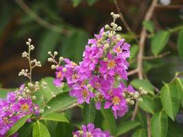 Bungor, Lagerstroemia floribunda Jack ex Blume violet flower tree in garden nature background photo