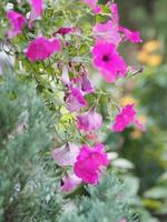 Wave dark pink Cascade color, Family name Solanaceae, Scientific name Petunia hybrid Vilm, Large petals single layer Grandiflora Singles flower blooming in garden on blurred nature background photo
