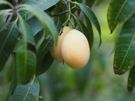 ciruela mariana, anacardiaceae, bouea macrophylla griff maprang es fruta dulce amarilla sobre fondo blanco foto