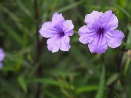 Waterkanon, raíz de hierro, fiebre, cápsula emergente, planta de galleta, trai-no, toi ting acanthaceae, britton wild, campanilla mexicana, flor de petunia violeta que florece en el jardín sobre fondo natural foto