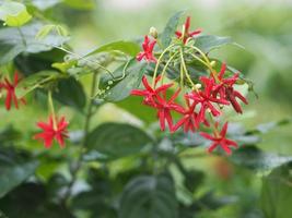 Rangoon Creeper, Chinese honey Suckle, Drunen sailor, Combretum indicum DeFilipps name red pink and white flower blooming in garden on blurred of nature background photo