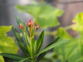 Sweet Oleander, Rose Bay, Nerium oleander name pink flower tree in garden on blurred of nature background, leaves are single oval shape, The tip and the base of the pointed smooth with dark green photo