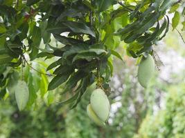 Green fruit is sour Scientific name Mangifera indica L. Var., Light mango on tree in garden blurred of nature background photo