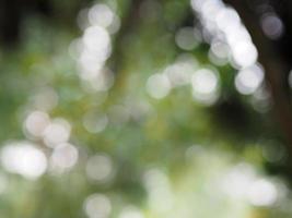 Abstract natural bokeh sunlight background tree stock photo