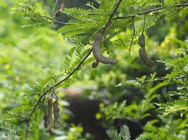 fruta ácida y dulce de tamarindo que florece en el jardín en el fondo de la naturaleza, fabaceae foto