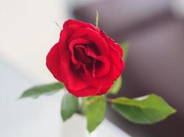 red Rose flower blooming in garden blurred of nature background, copy space concept for write text design in front background for banner, card, wallpaper, webpage, greeting card Valentine Day photo