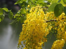 Cassia fistula, Golden Shower Tree yellow flower blooming beautiful bouquet in garden blurred of nature background photo