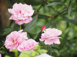 arreglo floral rosa rosa hermoso ramo que florece en el jardín sobre un fondo borroso de la naturaleza foto