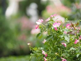 flor de rosa de color rosa que florece en el jardín borrosa de fondo de la naturaleza foto