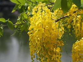 fístula de casia, árbol de lluvia dorada flor amarilla floreciendo hermoso ramo en el jardín borroso de fondo natural