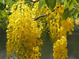 fístula de casia, árbol de lluvia dorada flor amarilla floreciendo hermoso ramo en el jardín borroso de fondo natural