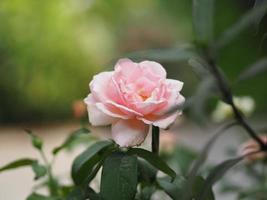 Pink Rose flower blooming in garden blurred of nature background, copy space concept for write text design in front background for banner, card, wallpaper, webpage, greeting card Valentine Day photo