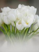 white tulip bouquet beautiful booming in clear grass on blurred of background