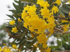 árbol de trompeta de plata paraguaya, árbol de trompeta de plata, árbol de oro, tabebuia argentea britton, bignoniaceae árbol floreciente de flor amarilla en el jardín sobre fondo natural foto