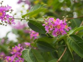 Bungor, Lagerstroemia floribunda Jack ex Blume violet flower tree in garden nature background photo